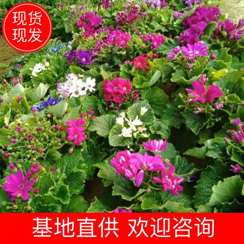 精品瓜叶菊大量上市基地直发直销诚信经营欢迎咨询