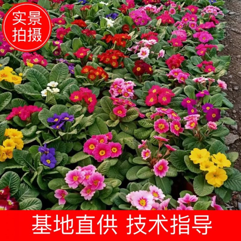 精品报春花，基地直发，直消，欢迎各位老板致电洽谈