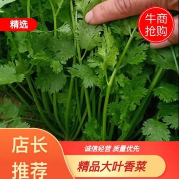 大叶香菜山东潍坊香菜，一手货源欢迎与我咨询，保证质量。