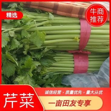 河北精品芹菜货源充足保质保量诚信经营欢迎电话联系