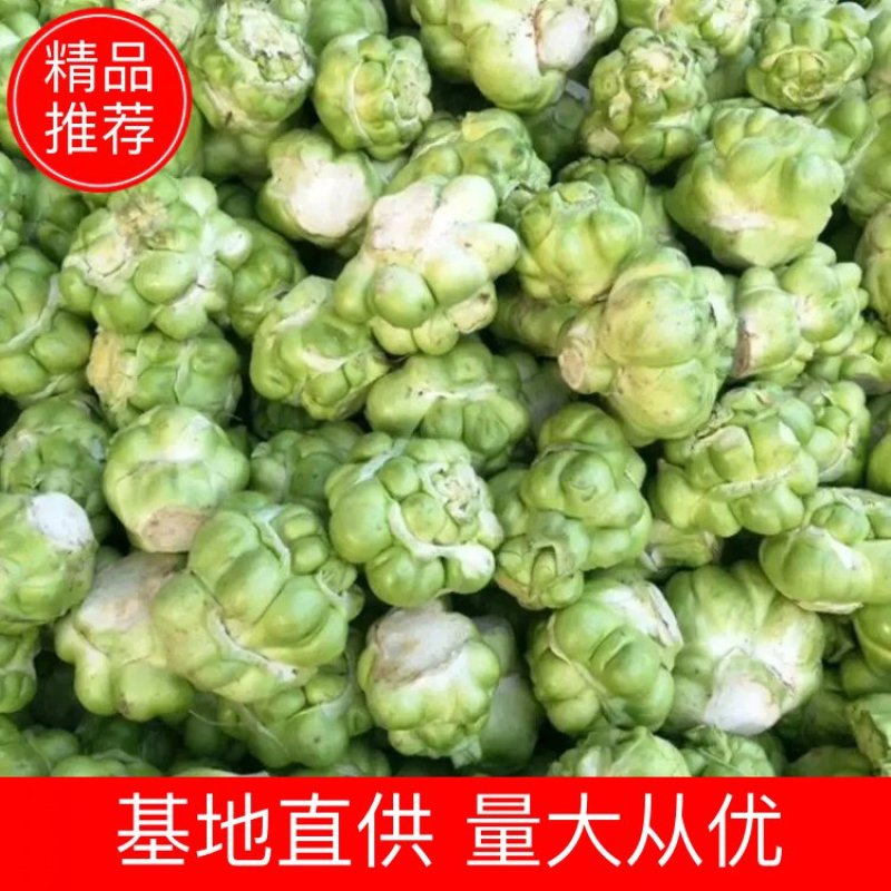 散户种植乌江榨菜涪陵榨菜鲜菜四川榨菜浙江榨菜