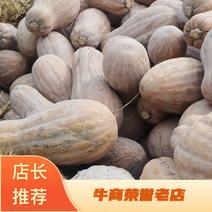 蜜本南瓜，重庆本地区南瓜富硒基地种植堆放成熟