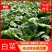 云南精品黄心大白菜，产地直供，发全国各地