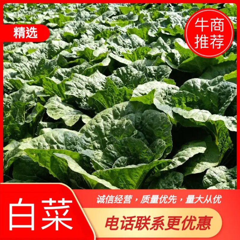 云南精品黄心大白菜，产地直供，发全国各地