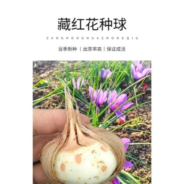 2024年的藏红花种球还有货，小球，中球都有。