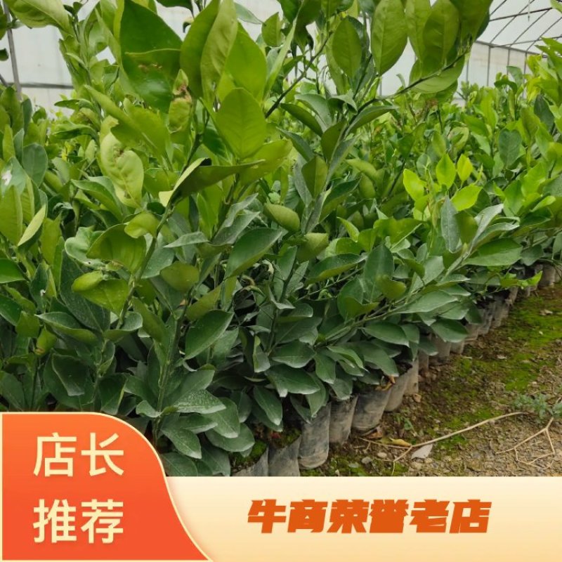 麻阳冰糖橙苗锦蜜锦红纽荷尔黄金贡柚苗脆密金桔袋苗