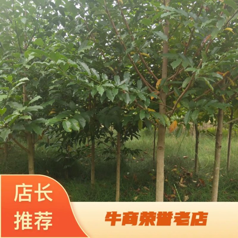【苗圃供应】湖南乐昌含笑米径5一6公分，规格齐全全国供应