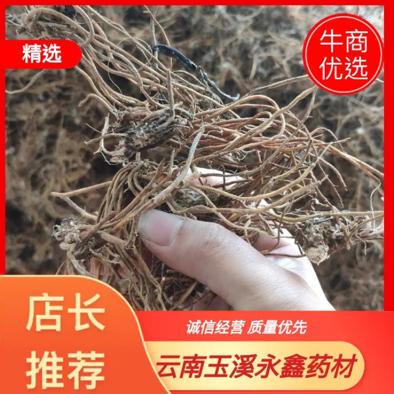 毛大丁无叶纯根茎水洗无硫柴火烘干零售批发云南供应