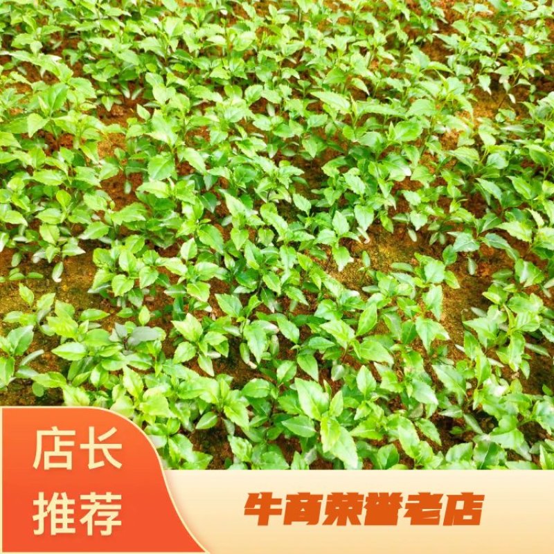 【牛商推荐】岗梅种苗，自产自销，可视频看货，量大从优