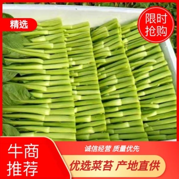 精品菜苔精品菜心价钱优惠质量保障量大从优