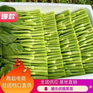 精品菜苔广东菜心基地直发品质货源价格美丽