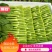 精品菜苔广东菜心基地直发品质货源价格美丽