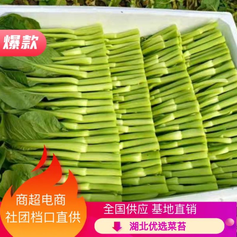 精品菜苔广东菜心基地直发品质货源价格美丽
