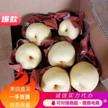 【新年钜惠】山西运城酥梨精品贡梨大量供应品质保证可视频看货