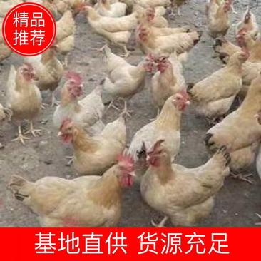 广东清远土鸡自己养殖，货源充足春节特供欢迎采购