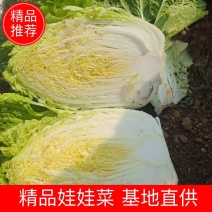 娃娃菜，产地直销精品娃娃菜一手货源品质保证欢迎咨询