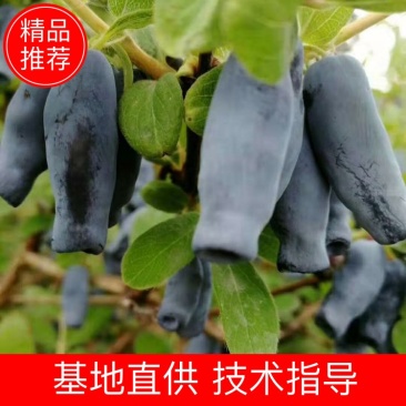 蓝靛果苗，山茄子苗。新品种，大果，丰产，