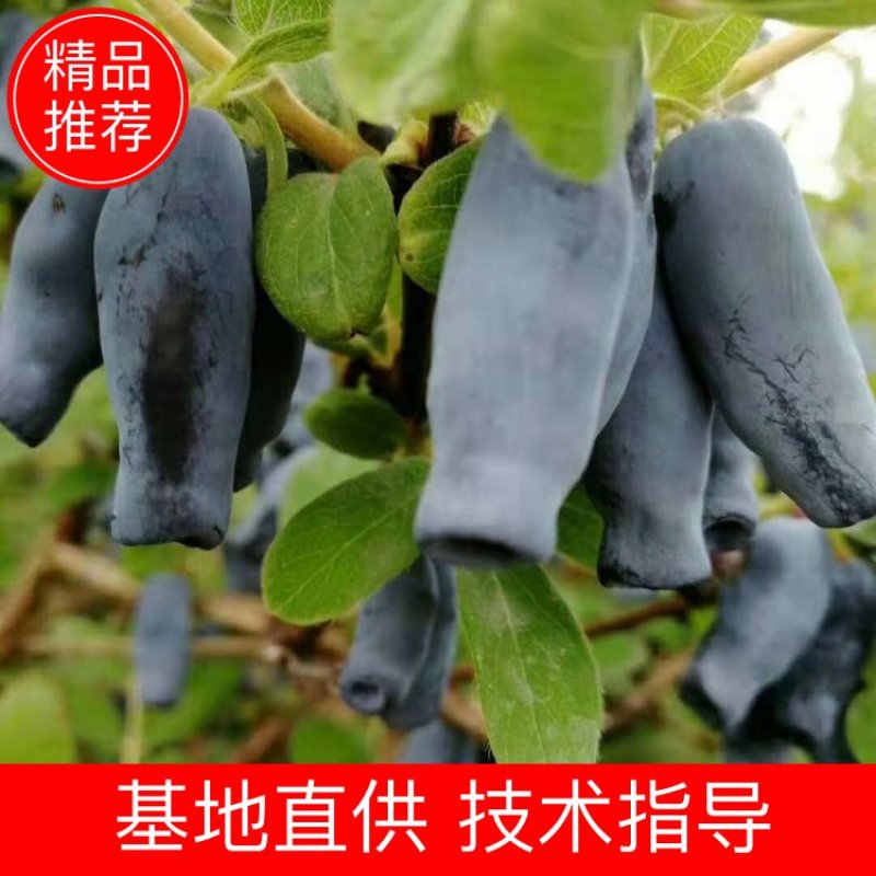蓝靛果苗，山茄子苗。新品种，大果，丰产，