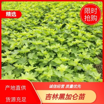 黑加仑苗，黑醋栗苗厂家直销当年结果苗批发价