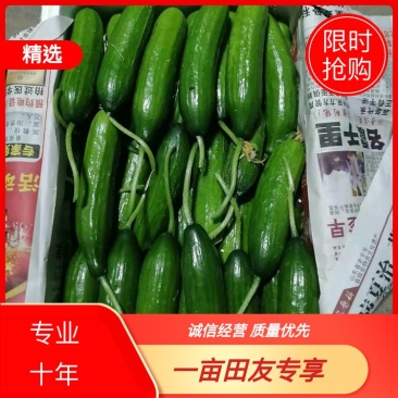 【精品】水果黄瓜，价格优惠，诚信经营，量大优惠，大量供应