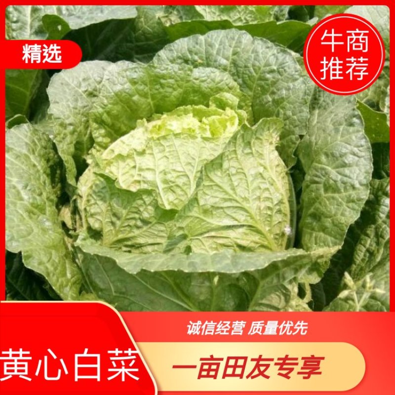 黄心白菜基地直供一手货源价格实惠货源充足欢迎采购