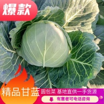 精品甘蓝湖北产地直销一手货源诚信经营对接批发商