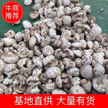 花菇河南基地直供一手货源品质保证对接批发商超市！