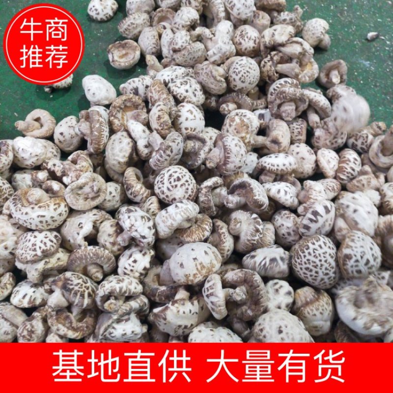 花菇河南基地直供一手货源品质保证对接批发商超市！