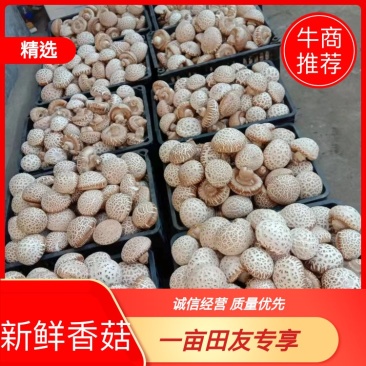 新鲜香菇河南基地直供一手货源品质保证诚信经营