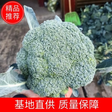 耐寒西兰花可对接超市电商和批发商可视频看货支持各种包装！