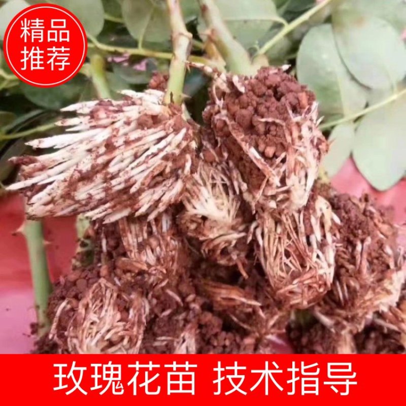 云南精选玫瑰花苗四季玫瑰小苗正品存活率保障