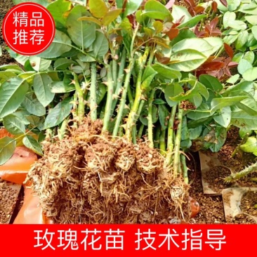 云南精选玫瑰花苗四季玫瑰小苗正品存活率保障