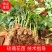 云南精选玫瑰花苗四季玫瑰小苗正品存活率保障