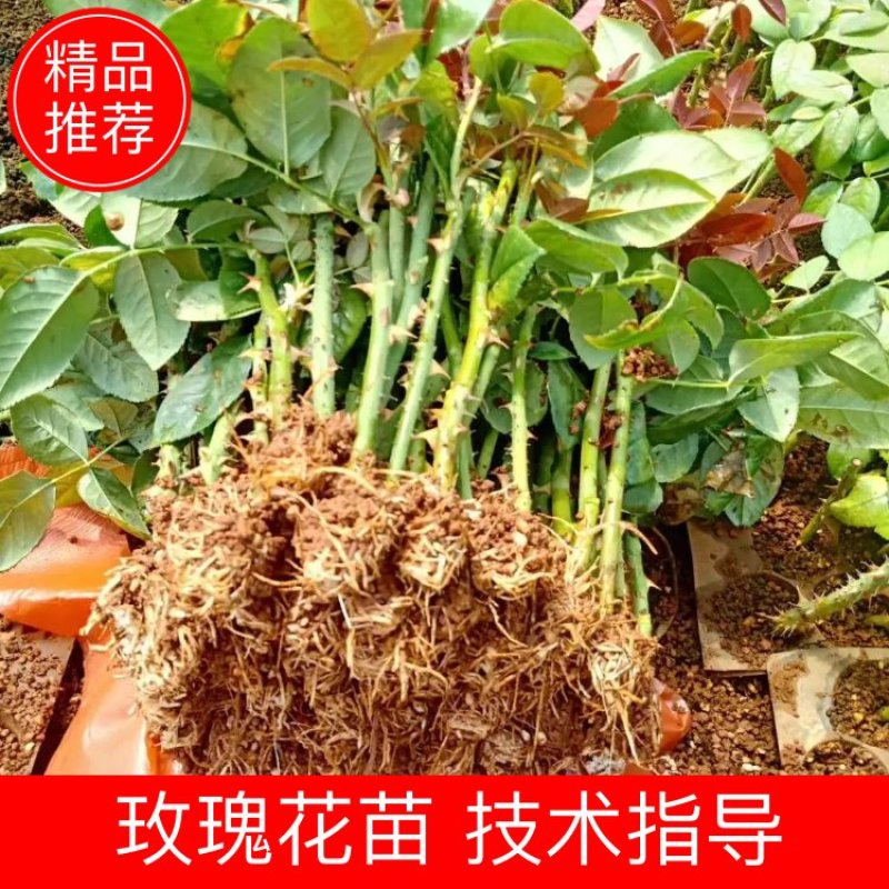 云南精选玫瑰花苗四季玫瑰小苗正品存活率保障