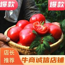 西红柿新鲜上市云南特产大果10斤，石头番茄