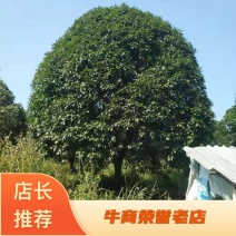 精品金桂，单杆18公分