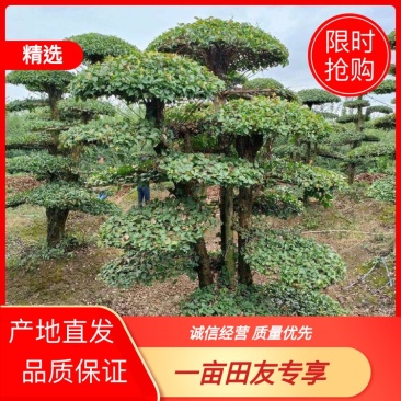 【牛商推荐】湖北刺冬青造型树产地直销