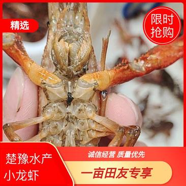 【优选】潜江市鲜活清水小龙虾各种规格红虾青虾批发全国各地