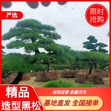 【推荐】造型黑松自家苗圃直销保证品质售后完善放心购