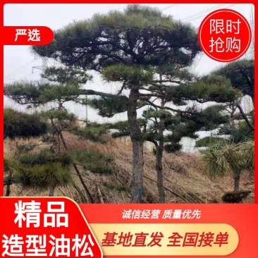 【精品】造型油松自家苗圃直营造型优美服务保障良心价