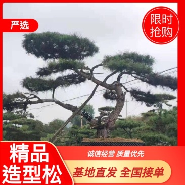 精品造型黑松造型油松迎客松，庭院景观松，房地产黑松