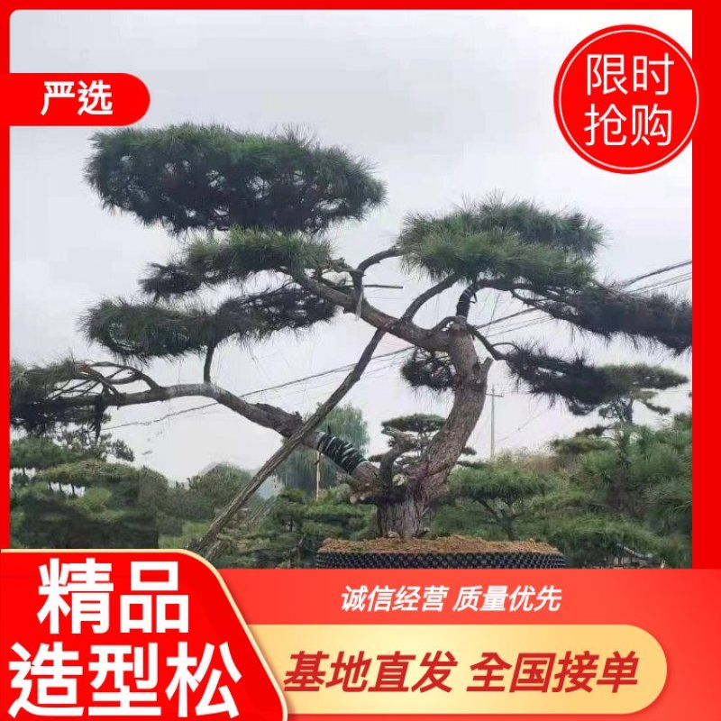 精品造型黑松造型油松迎客松，庭院景观松，房地产黑松
