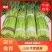 山东冷库蒜苔精品蒜苔产地红帽白帽大量供应一手货源