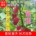 野生杈把果树苗叉八果爱心果带花苞发货