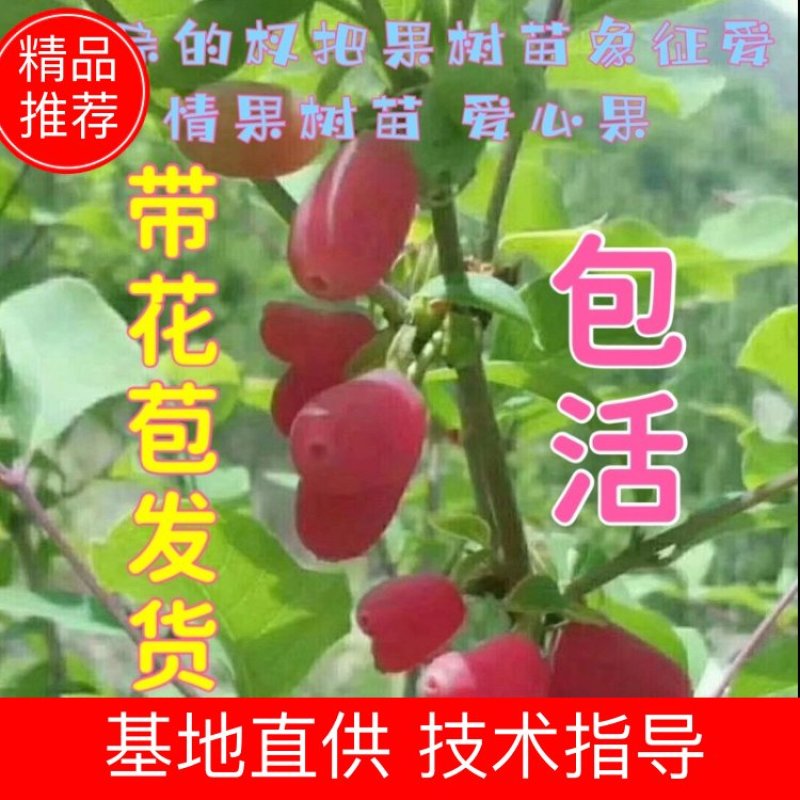 野生杈把果树苗叉八果爱心果带花苞发货