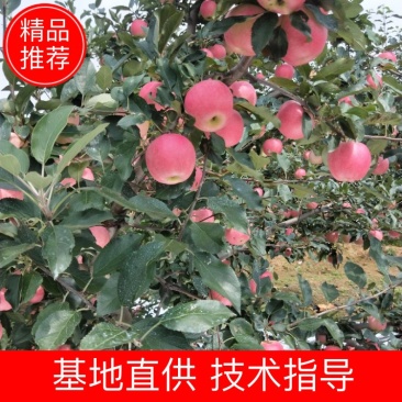 噶啦苹果，颜色漂亮，口感脆甜