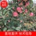 噶啦苹果，颜色漂亮，口感脆甜