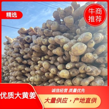 优质生姜、产地直供、大量供应、物美价廉需要的老板随时联系