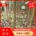 无絮杨吉德杨南林34123804鲁林九号新69巨霸杨10