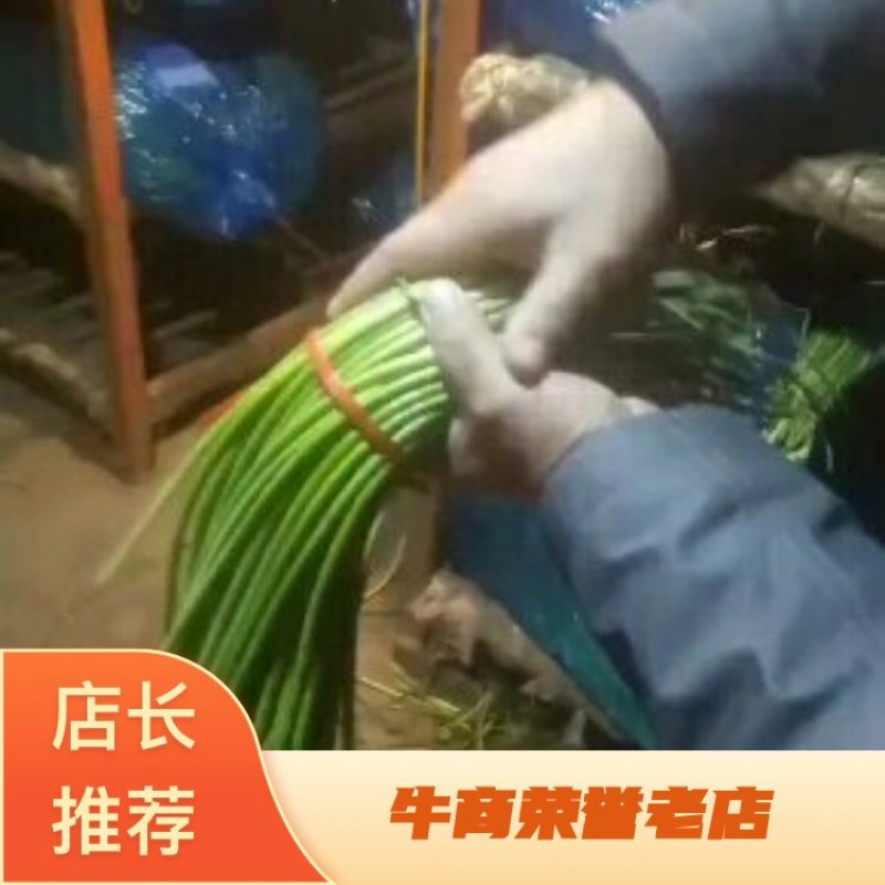 《精》山东红帽蒜薹金乡蒜苔质优价廉量大从优可视频